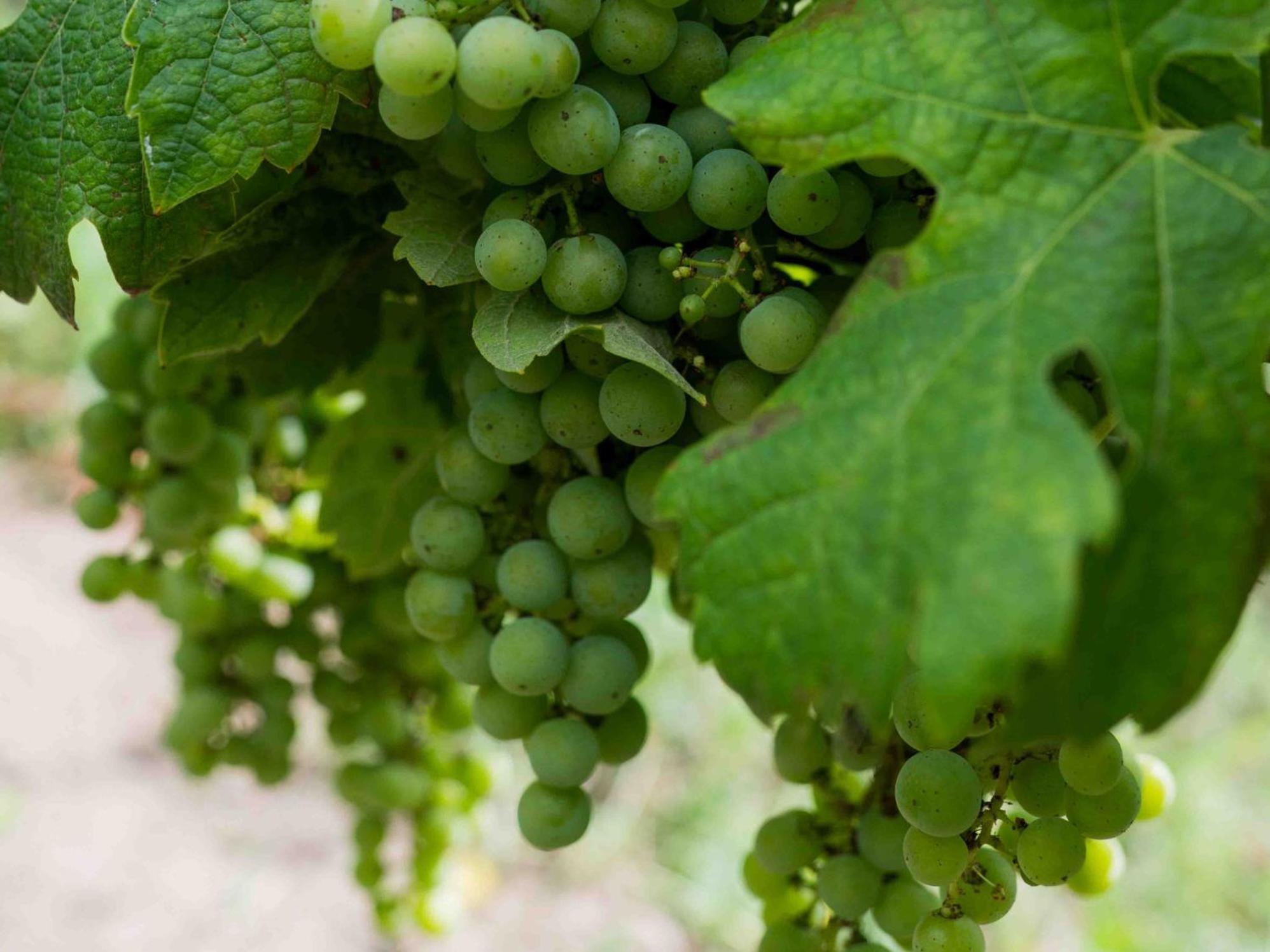 Clos De La Barbanne Montagne  Exteriör bild